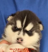 DELLA'S MALE #5, a male Siberian Husky for sale in Manilla, IA – 6 of 7