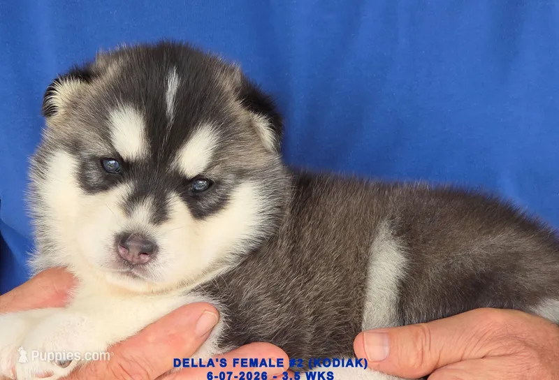 DELLA'S FEMALE #2 – Siberian Husky puppy for sale in Manilla, IA