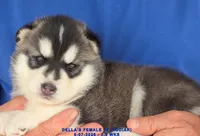 DELLA'S FEMALE #2, a female Siberian Husky for sale in Manilla, IA – 1 of 9