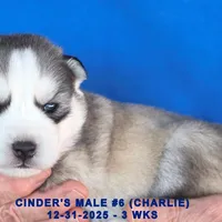 CINDER'S MALE #6, a male Siberian Husky for sale in Manilla, IA – Photo 3 of 5