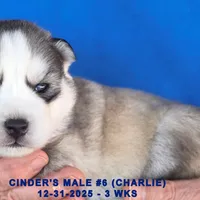 CINDER'S MALE #6, a male Siberian Husky for sale in Manilla, IA – Photo 1 of 5