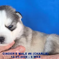 CINDER'S MALE #6, a male Siberian Husky for sale in Manilla, IA – Photo 4 of 5