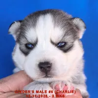 CINDER'S MALE #6, a male Siberian Husky for sale in Manilla, IA – Photo 5 of 5