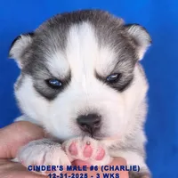 CINDER'S MALE #6, a male Siberian Husky for sale in Manilla, IA – Photo 2 of 5