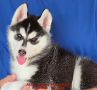 JAZZY'S MALE #6, a male Siberian Husky for sale in Manilla, IA – 2 of 9