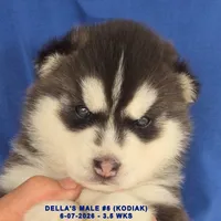 DELLA'S MALE #5, a male Siberian Husky for sale in Manilla, IA – 7 of 7