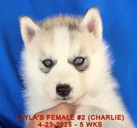 LAYLA'S FEMALE #2, a female Siberian Husky for sale in Manilla, IA – Photo 2 of 9