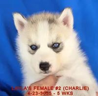 LAYLA'S FEMALE #2, a female Siberian Husky for sale in Manilla, IA – Photo 3 of 9