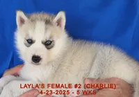 LAYLA'S FEMALE #2, a female Siberian Husky for sale in Manilla, IA – Photo 8 of 9