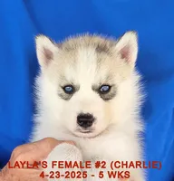 LAYLA'S FEMALE #2, a female Siberian Husky for sale in Manilla, IA – Photo 6 of 9