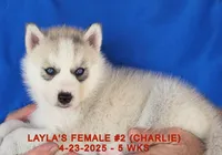 LAYLA'S FEMALE #2, a female Siberian Husky for sale in Manilla, IA – Photo 7 of 9
