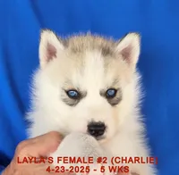 LAYLA'S FEMALE #2, a female Siberian Husky for sale in Manilla, IA – Photo 5 of 9