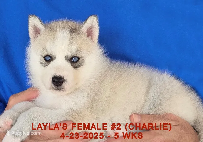 LAYLA'S FEMALE #2, a female Siberian Husky for sale in Manilla, IA – Photo 1 of 9