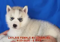 LAYLA'S FEMALE #2, a female Siberian Husky for sale in Manilla, IA – Photo 4 of 9