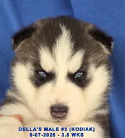 DELLA'S MALE #3, a male Siberian Husky for sale in Manilla, IA – 2 of 10