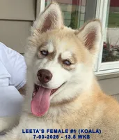LEETA'S FEMALE #1, a female Siberian Husky for sale in Manilla, IA – 7 of 10