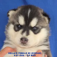DELLA'S FEMALE #2, a female Siberian Husky for sale in Manilla, IA – 3 of 9