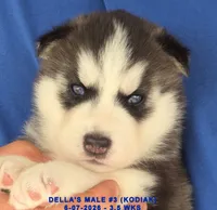 DELLA'S MALE #3, a male Siberian Husky for sale in Manilla, IA – 8 of 10