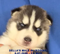 DELLA'S MALE #4, a male Siberian Husky for sale in Manilla, IA – 4 of 7