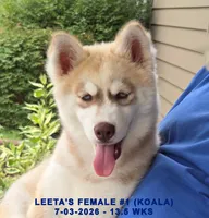 LEETA'S FEMALE #1, a female Siberian Husky for sale in Manilla, IA – 1 of 10