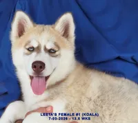 LEETA'S FEMALE #1, a female Siberian Husky for sale in Manilla, IA – 8 of 10