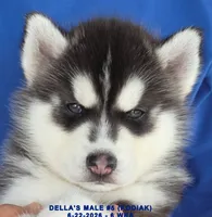 DELLA'S MALE #5, a male Siberian Husky for sale in Manilla, IA – 3 of 10