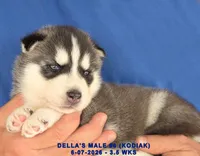 DELLA'S MALE #4, a male Siberian Husky for sale in Manilla, IA – 7 of 7