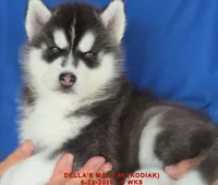 DELLA'S MALE #5, a male Siberian Husky for sale in Manilla, IA – 6 of 10