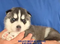 DELLA'S MALE #4, a male Siberian Husky for sale in Manilla, IA – 3 of 7