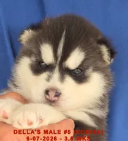 DELLA'S MALE #5, a male Siberian Husky for sale in Manilla, IA – 1 of 7