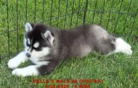 DELLA'S MALE #5, a male Siberian Husky for sale in Manilla, IA – 4 of 10