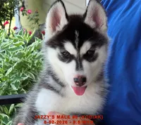 JAZZY'S MALE #6, a male Siberian Husky for sale in Manilla, IA – 4 of 9