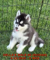DELLA'S MALE #5, a male Siberian Husky for sale in Manilla, IA – 9 of 10