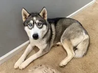 Selina, a female Siberian Husky for sale in Stockbridge, GA – Photo 3 of 3