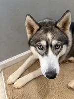 Selina, a female Siberian Husky for sale in Stockbridge, GA – Photo 2 of 3