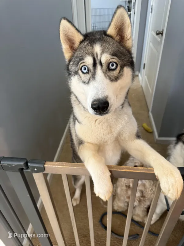 Selina – Siberian Husky puppy for sale in Stockbridge, GA