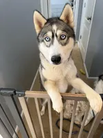 Selina, a female Siberian Husky for sale in Stockbridge, GA – Photo 1 of 3