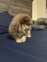 Buster, a male Pomeranian and Toy Australian Shepherd for sale in Hendersonville, NC – 5 of 5