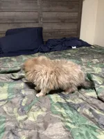 Buster, a male Pomeranian and Toy Australian Shepherd for sale in Hendersonville, NC – 4 of 5