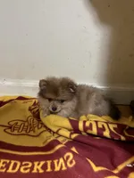Buster, a male Pomeranian and Toy Australian Shepherd for sale in Hendersonville, NC – 1 of 5