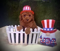 Flash, a male Poodle - Toy  for sale in Sacramento, CA – 2 of 3