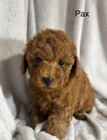 Pax, a male Poodle - Toy  for sale in Sacramento, CA – Photo 10 of 10
