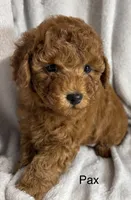 Pax, a male Poodle - Toy  for sale in Sacramento, CA – Photo 4 of 10