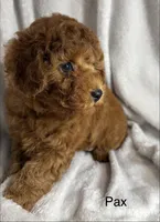 Pax, a male Poodle - Toy  for sale in Sacramento, CA – Photo 5 of 10
