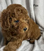 Pax, a male Poodle - Toy  for sale in Sacramento, CA – Photo 8 of 10