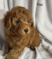 Pax, a male Poodle - Toy  for sale in Sacramento, CA – Photo 2 of 10