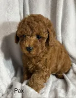 Pax, a male Poodle - Toy  for sale in Sacramento, CA – Photo 7 of 10