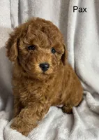 Pax, a male Poodle - Toy  for sale in Sacramento, CA – Photo 3 of 10