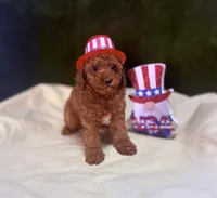 Flash, a male Poodle - Toy  for sale in Sacramento, CA – 1 of 3