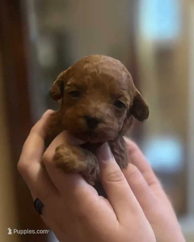 New Puppy – Poodle - Toy  puppy for sale in Sacramento, CA